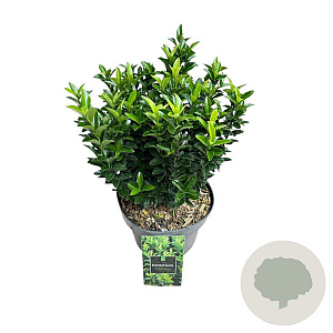 Euonymus jap. 'Green Spire' 30-40 cm 5,0L