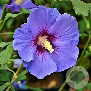 Hibiscus syriacus 60-80 cm wortelgoed 1/1