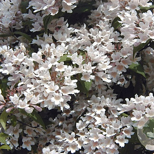 Kolkwitzia amabilis 30-50 cm wortelgoed 0/1/1 2-3 tak