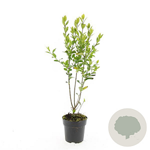 Ligustrum ovalifolium 40-60 cm wortelgoed 0/1/0 2 tak