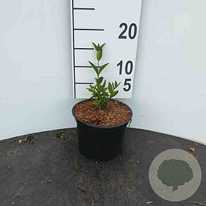 Ligustrum vulgare 'Lodense' 30-50 cm wortelgoed 0/2