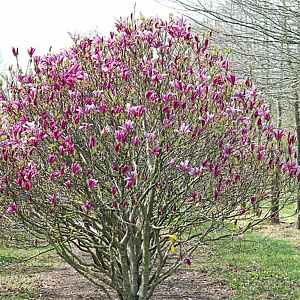 Magnolia 'Susan' 20-30 cm wortelgoed 0/2 2-3 tak
