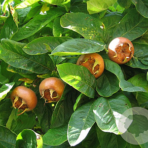 Mespilus germanica 60-80 cm wortelgoed 1/1