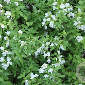 Philadelphus 'Lemoinei' 40-60 cm wortelgoed 0/1/0 2 tak