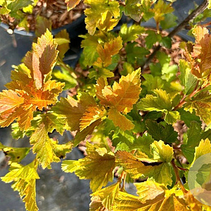 Physocarpus op. Little Leena 20-40 cm wortelgoed 0/1/1