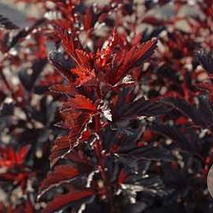 Physocarpus opulifolius 'All Black' 20-40 cm wortelgoed 0/1/1 2 tak