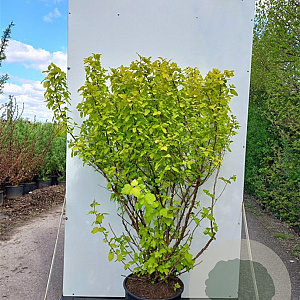 Physocarpus opulifolius 'Dart's Gold' 30-50 cm wortelgoed 0/1/1 2-3 tak