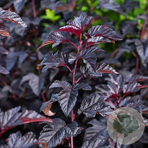 Physocarpus opulifolius 40-60 cm wortelgoed 1/1 2-3 tak