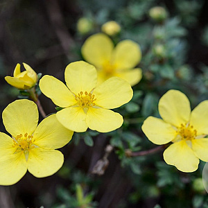 Potentilla fruticosa 'Elizabeth' 25-40 cm wortelgoed 0/1 2-3 tak