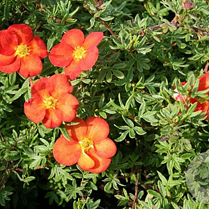 Potentilla fruticosa 'Marian Red Robin' 15-30 cm wortelgoed 0/1