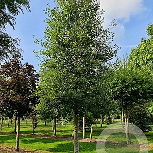 Populus tremula 125-150 cm wortelgoed 1/1