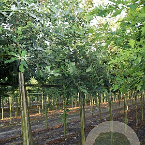 Quercus petraea 80-120 cm wortelgoed 1/2