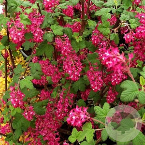 Ribes sanguineum 'King Edward V' 40-60 cm wortelgoed 0/1/0 2 tak