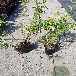 Rosa multiflora 60-100 cm wortelgoed 1/1 3 tak