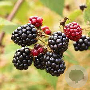 Rubus fruticosus 30 cm op wortelgoed 1/0