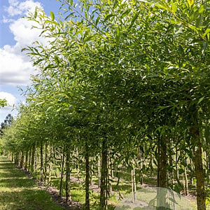 Salix vitellina 80-120 cm wortelgoed 0/1