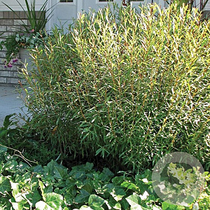 Salix purpurea 'Nana' 40-60 cm wortelgoed 0/1