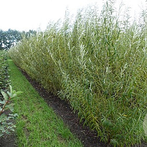 Salix viminalis 80-100 cm wortelgoed 0/1