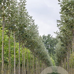 Sorbus intermedia 200-250 cm wortelgoed