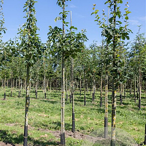Sorbus torminalis 150-175 cm wortelgoed