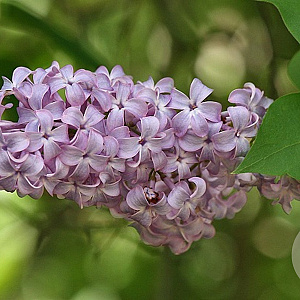 Syringa vulgaris 60-80 cm wortelgoed 1/2 3 tak