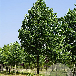 Tilia cordata 'Greenspire' 175-200 cm wortelgoed