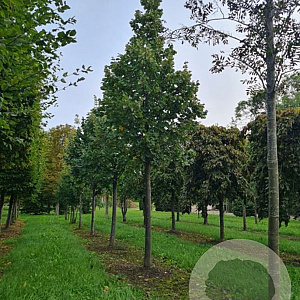 Tilia tomentosa 200-250 cm wortelgoed