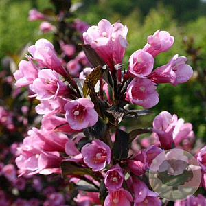 Weigela florida 'Nana Purpurea' 30-50 cm wortelgoed 0/1/1 2-3 tak