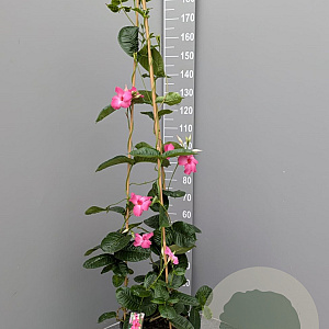 Mandevilla am. 'Alice du Pont' 150-160 cm 14L piramide