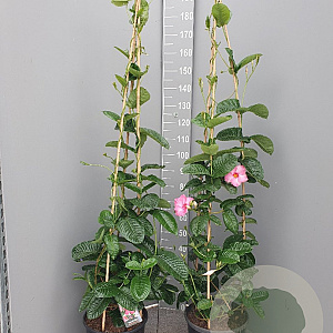 Mandevilla am. 'Alice du Pont' 150-160 cm 14L piramide