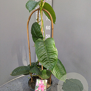 Mandevilla am. 'Alice du Pont' 50-70 cm 4,5L boog