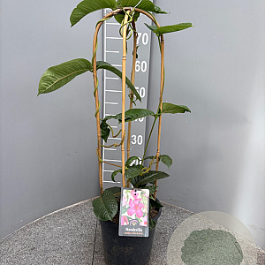 Mandevilla am. 'Alice du Pont' 50-70 cm 4,5L boog