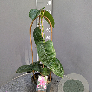 Mandevilla am. 'Alice du Pont' 50-70 cm 4,5L boog