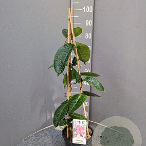 Mandevilla am. 'Alice du Pont' 60-80 cm 4,5L piramide