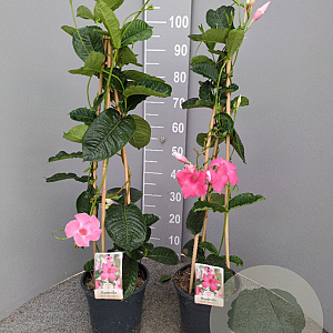Mandevilla am. 'Alice du Pont' 60-80 cm 4,5L piramide