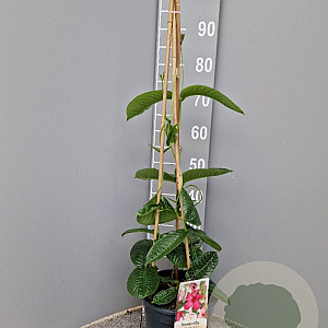 Mandevilla am. 'Alice du Pont' 60-80 cm 4,5L piramide