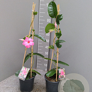 Mandevilla am. 'Alice du Pont' 60-80 cm 4,5L piramide