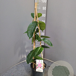Mandevilla am. 'Alice du Pont' 60-80 cm 4,5L piramide
