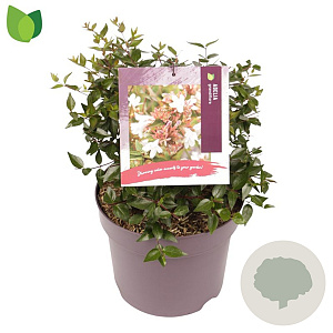 Abelia grandiflora 30-40 cm 7,5L