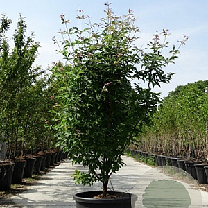 Acer griseum 150-175 cm 50L
