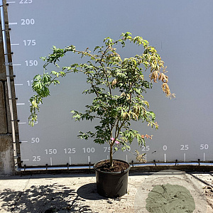 Acer japonicum 'Aconitifolium' 125-150 cm 35L