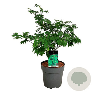 Acer japonicum 'Aconitifolium' 125-150 cm cont. 80L