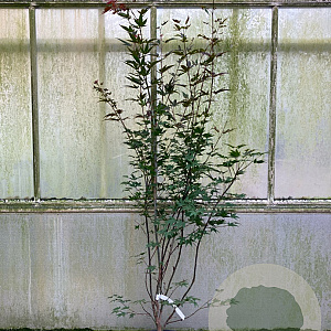 Acer pal. 'Atropurpureum' 150-175 cm 20L