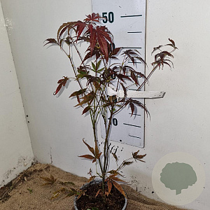 Acer pal. 'Atropurpureum' 30-40 cm 3,0L