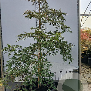 Acer pal. 'Dissectum' 125-150 cm 35L solitair