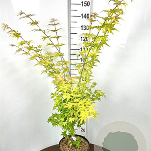 Acer pal. 'Orange Dream' 100-125 cm 12L
