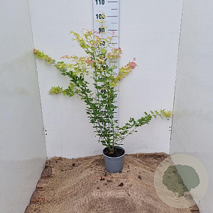 Acer pal. 'Orange Dream' 30-40 cm 3,0L