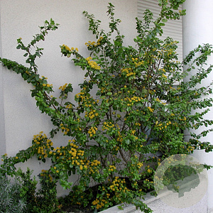 Azara microphylla 200-250 cm 20L beveerd 