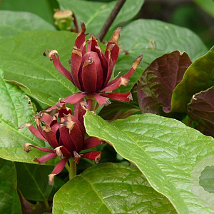 Calycanthus flor. 'Ferox' 125-150 cm 20L