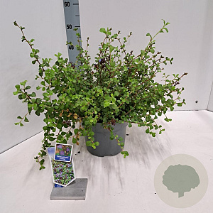 Ceratostigma griffithii 30-40 cm 5,0L